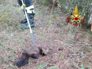 Lamezia Terme, al Parco Dossi-Comuni salvata una faina caduta in una vasca