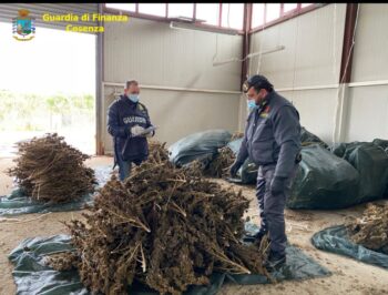 Sequestrate nel cosentino 3400 piante di cannabis non conforme alle autorizzazioni rilasciate 