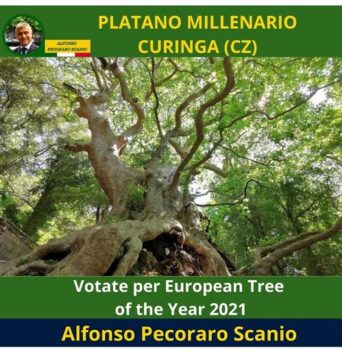 Alfonso Pecoraro Scanio rilancia l’appello di Curinga per votare il platano millenario come “Tree of the year”