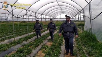 Nel cosentino denunciate 67 persone per truffa nella percezione di indennità agricole