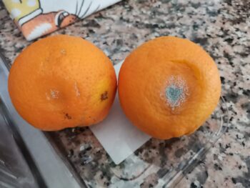 Lamezia Terme, frutta marcia nelle scuole. Adiconsum: "Speriamo si tratti di incidenti di percorso"