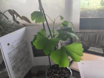 Arriva a Cosenza il Ginkgo biloba, figlio dell’albero sopravvissuto alla bomba atomica di Hiroshima