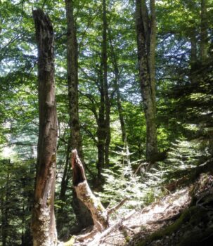 Parco Aspromonte: faggeta vetusta di Valle Infernale è stata iscritta tra i patrimoni mondiali dell’Umanità Unesco