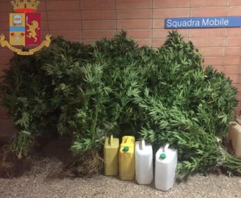 Catanzaro, scoperta dalla Polizia di Stato una piantagione di marijuana. Denunciato il “coltivatore”