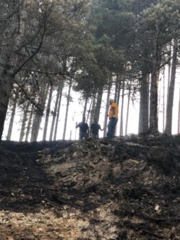 Incendi in Aspromonte, in pericolo le Faggete, bisogna fare presto