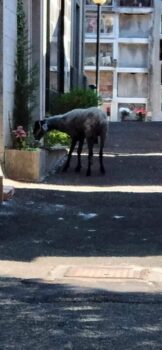 Incendi, pecorella smarrita finisce nel cimitero di Gizzeria alla ricerca d'acqua e di un filo d'erba