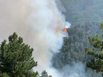 Incendi, la Regione aderisce alla campagna solidale per aziende agricole dell'area grecanica