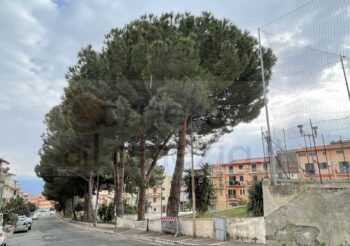 Saranno abbattuti i 21 alberi di pino di Piazza Garibaldi