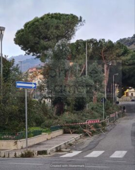 Nuovo CDU: "Bene taglio pini di piazza Garibaldi. La sicurezza dei cittadini va messa al primo posto"