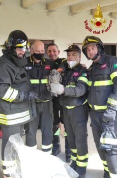 Doppio intervento dei Vigili del Fuoco di Petilia Policastro per salvataggio di un gufo finito in una canna fumaria e incidente stradale