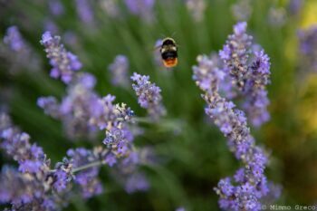 L’associazione “Città Visibili” al Parco della Lavanda