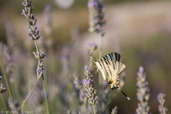 L’associazione “Città Visibili” al Parco della Lavanda