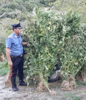 Rinvenuta nel catanzarese piantagione di cannabis destinata al mercato illegale di stupefacenti