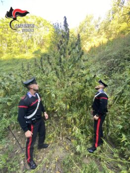 Sequestro di una piantagione di cannabis indica nel cosentino