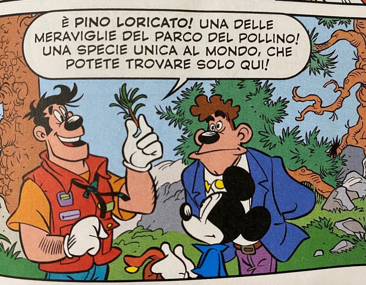 Il pino loricato, una delle meraviglie del Parco del Pollino, nel numero 3494 del fumetto Topolino