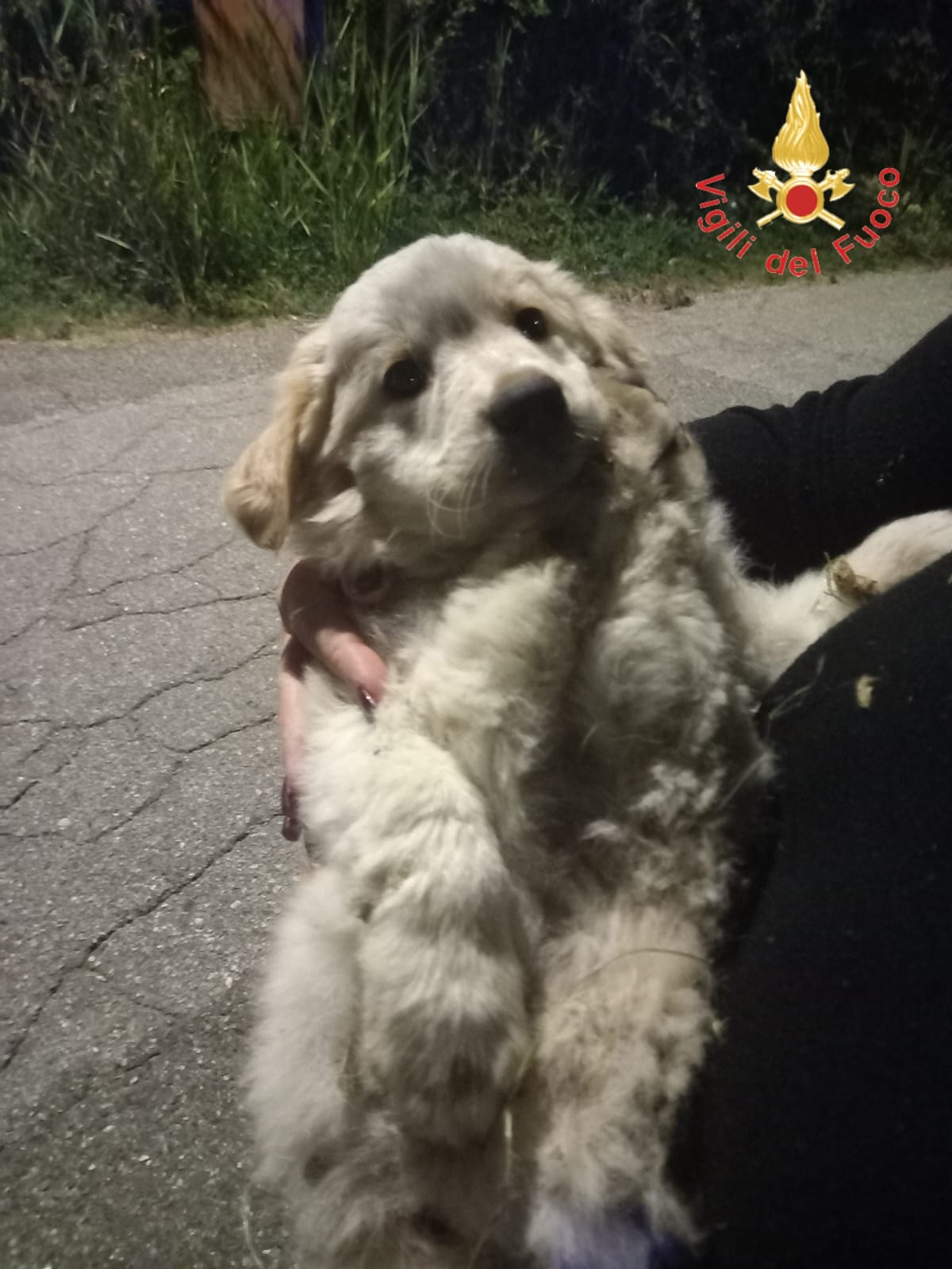 Catanzaro, Vigili del Fuoco salvano cagnolino finito in scarpata