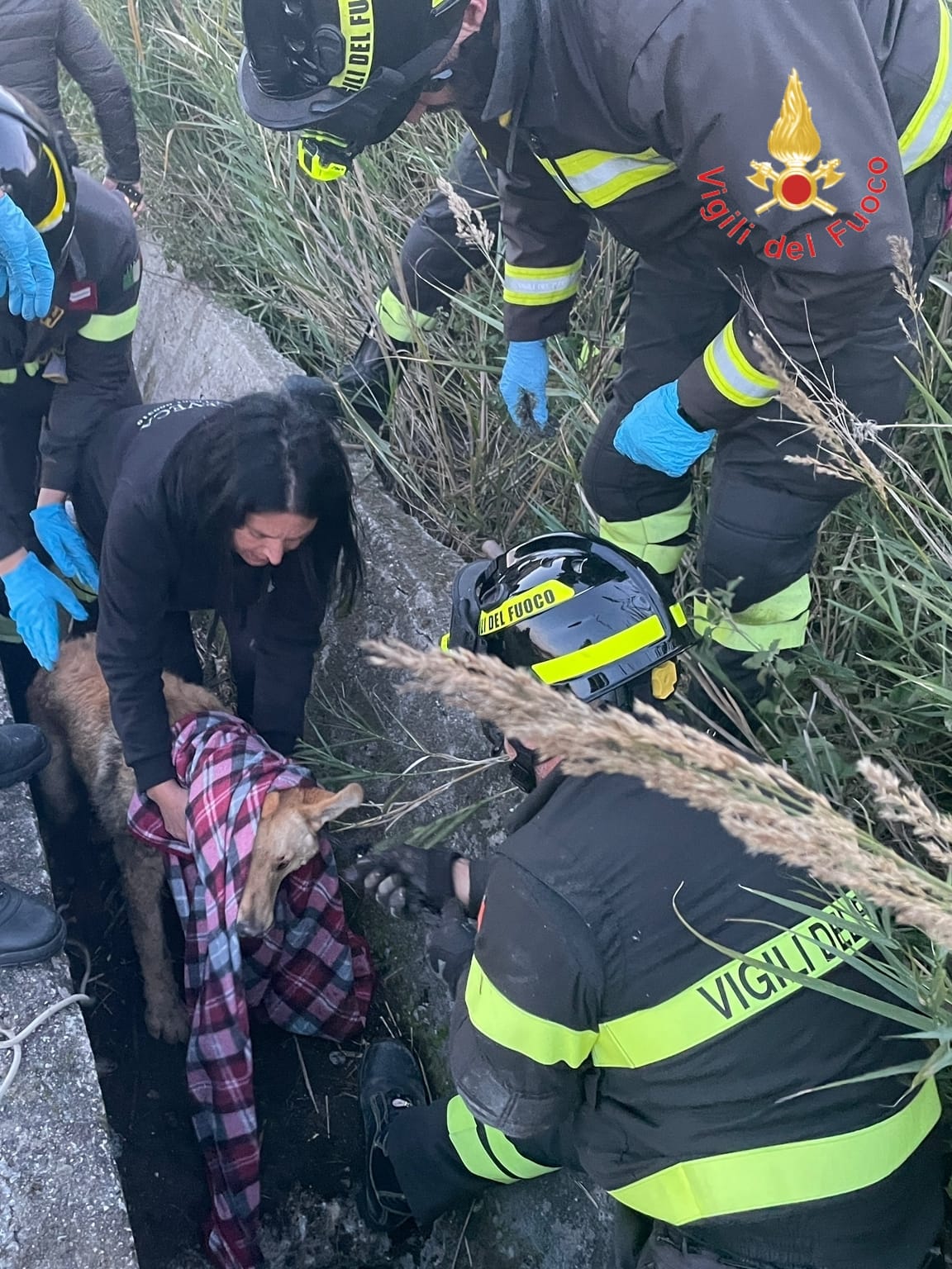 Catanzaro, Vigili del Fuoco salvano un cane finito in un cunicolo di otto metri