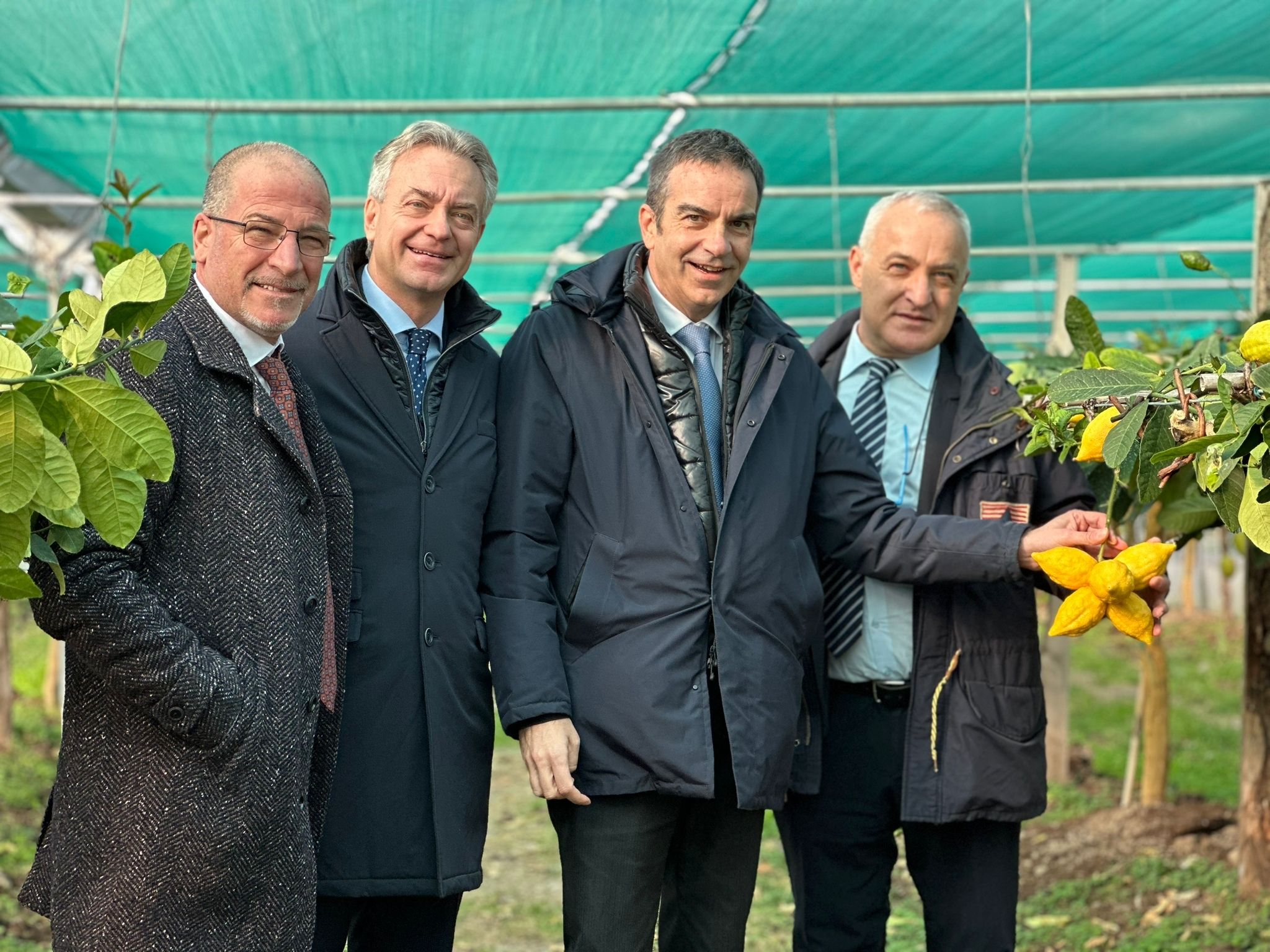 Agricoltura, Occhiuto: “Ok Ue a marchio Dop per cedro Calabria, bella notizia per Regione”