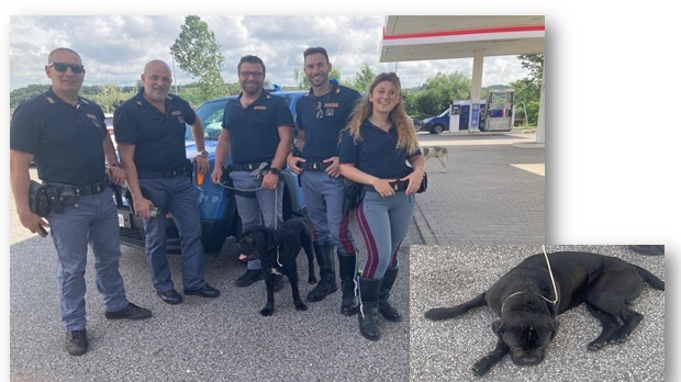 Lamezia, poliziotti salvano un cane sulla SS 280, rischiava di essere investito