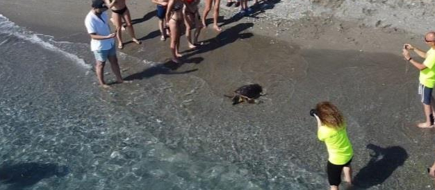 Torna in mare "Venus", la tartaruga Caretta Caretta salvata tre settimane fa