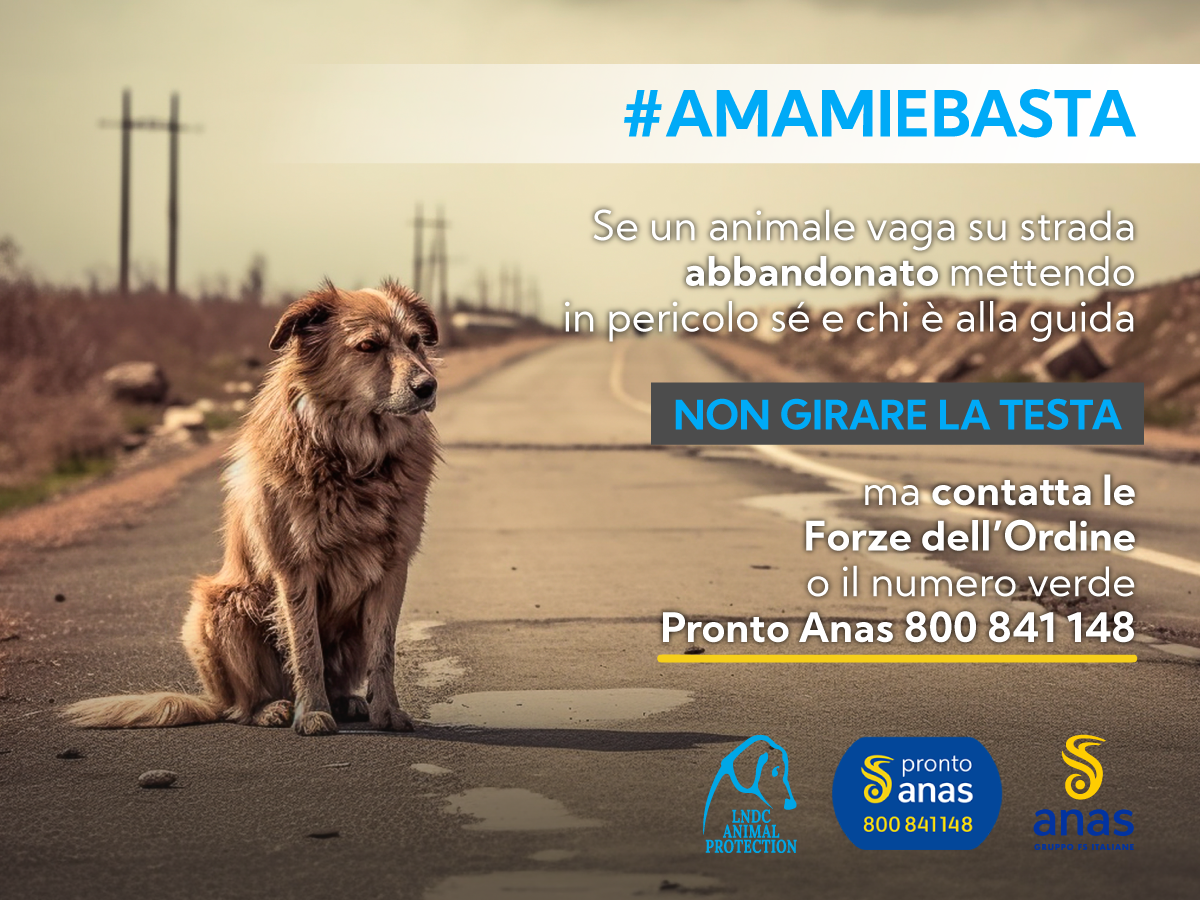 Abbandono animali e incidenti stradali. La campagna #AMAMIeBASTA di LNDC Animal Protection e Anas