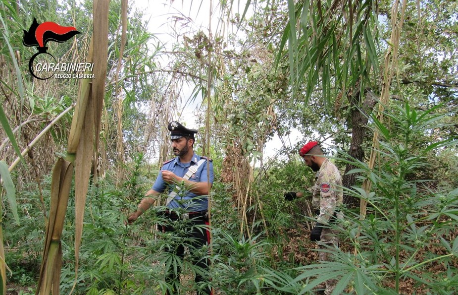 Rinvenute in Aspromonte due piantagioni di marijuana per un valore di oltre 2 milioni di euro