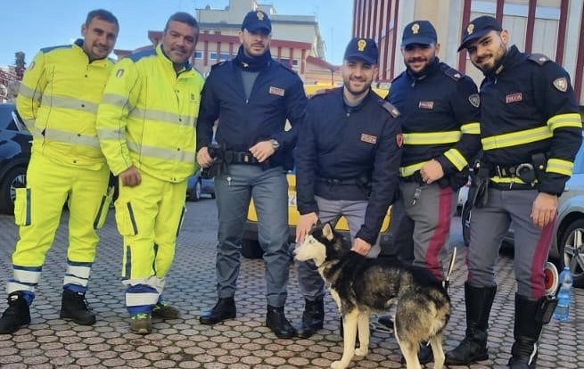 ANAS e polizia stradale salvano cane vagante sulla statale 682