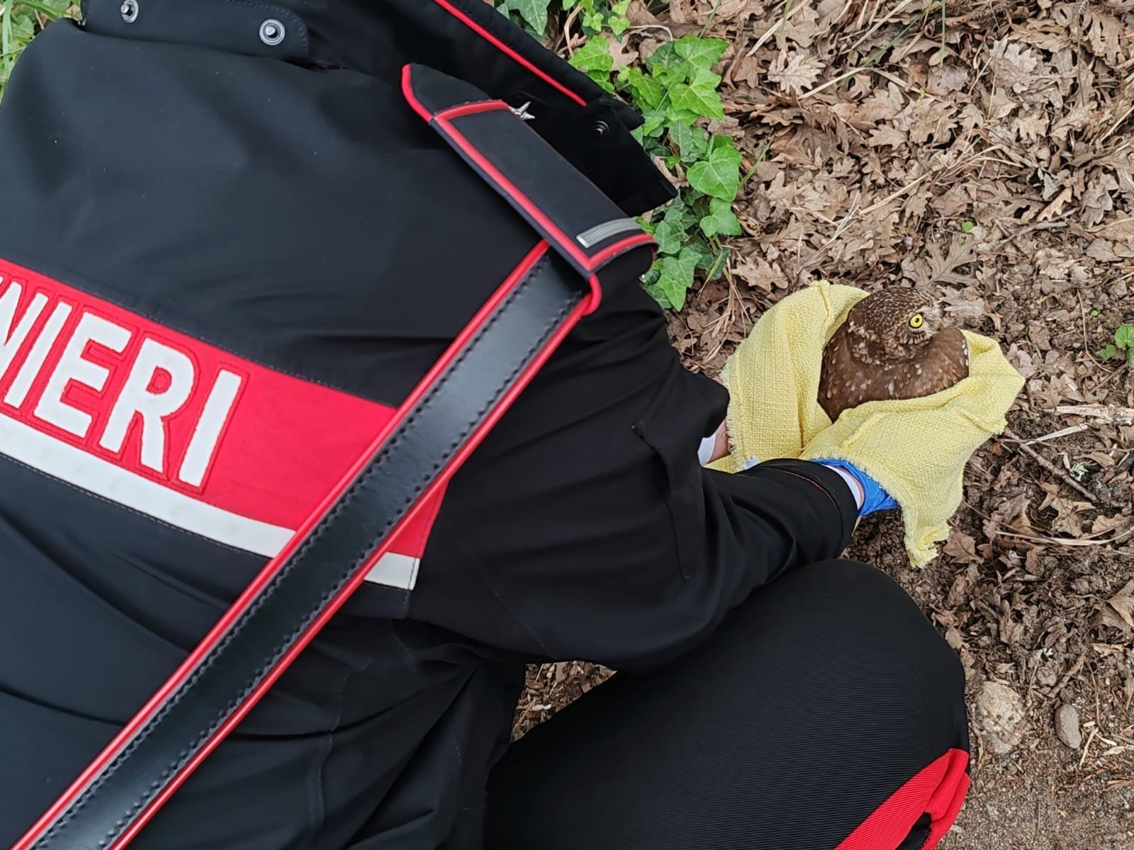 A Maida i Carabinieri soccorrono e salvano due specie protette: una “civetta” ed una “tortora orientale dal collare”