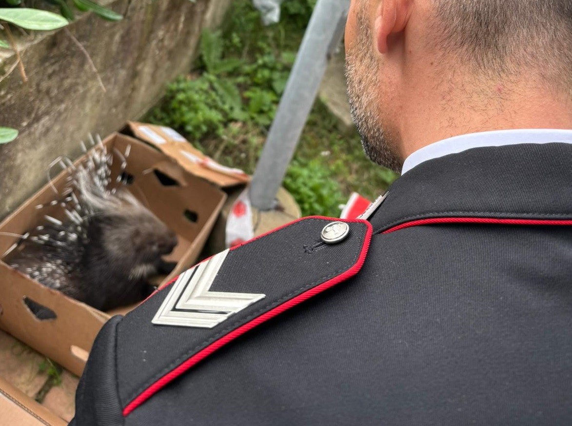 A Girifalco i carabinieri soccorrono un istrice, animale appartenente a specie protetta