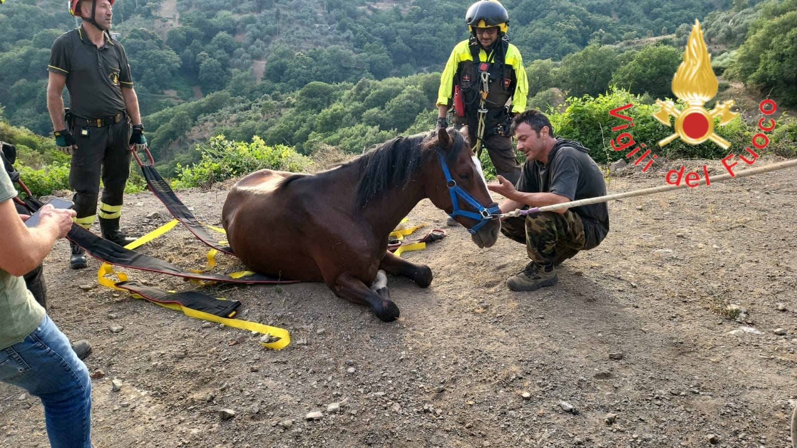 A Tiriolo salvato cavallo caduto in dirupo