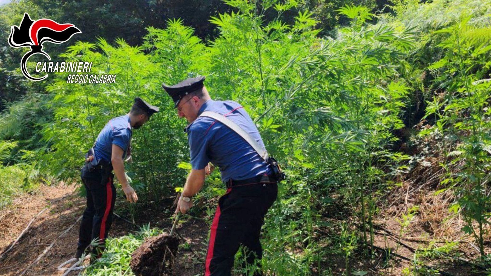 I Carabinieri scoprono e distruggono un'altra piantagione di marijuana nel reggino. La quinta in pochi giorni