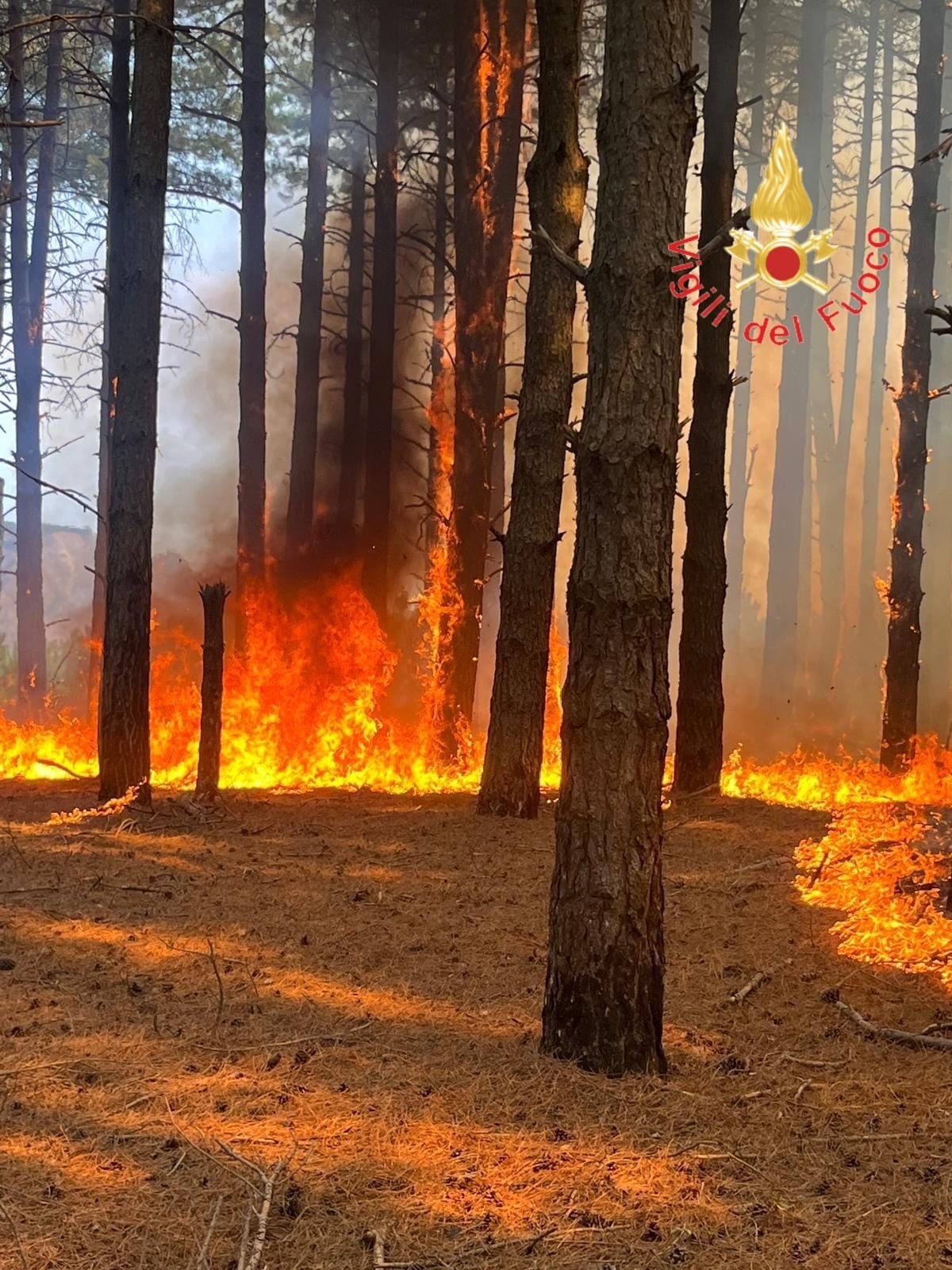 Vasto incendio nel reggino, a rischio aziende agricole e case rurali