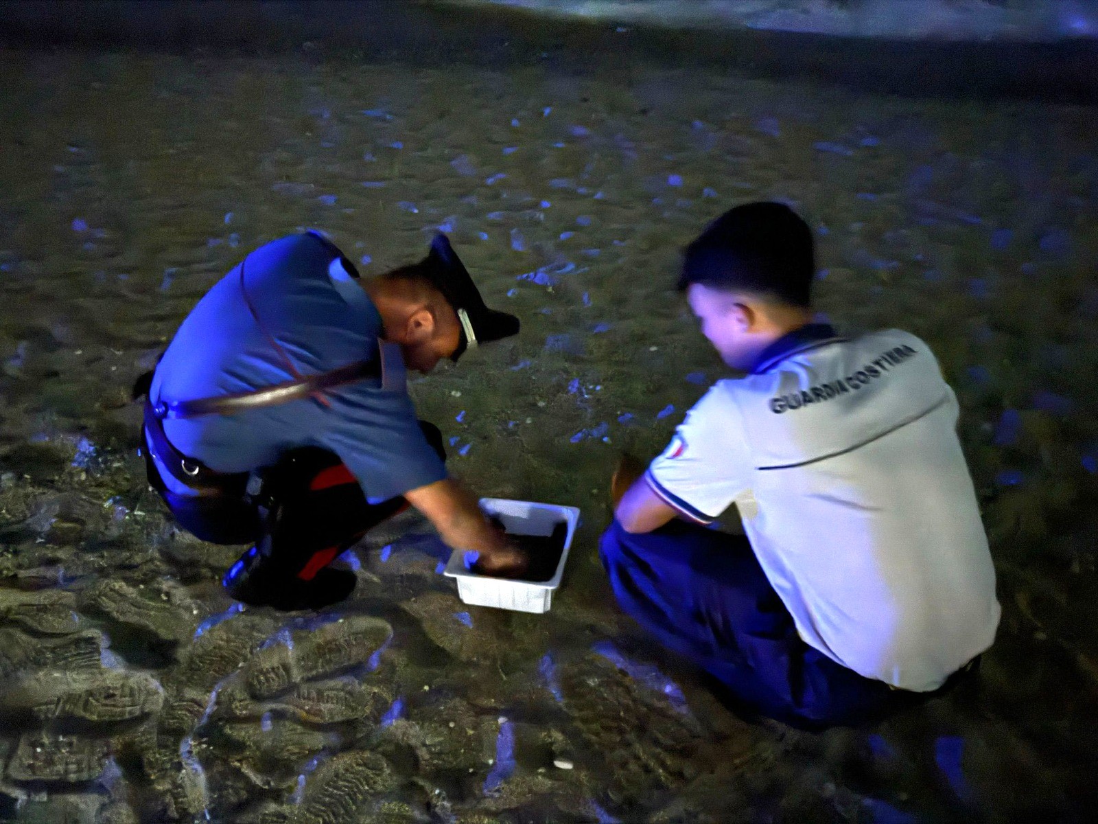 Sulla spiaggia a Palmi si schiudono in massa 59 tartarughe marine