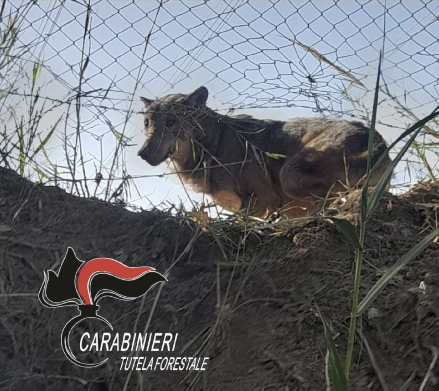 Lupo intrappolato nelle campagne di Pianopoli, liberato dai Carabinieri Forestale